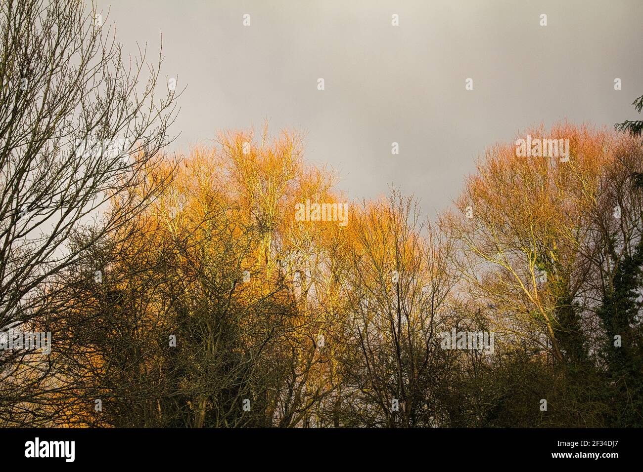 Goldene Baumkronen Stockfoto