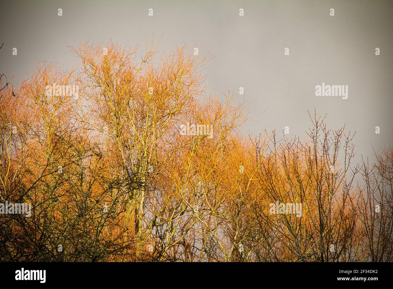 Goldene Baumkronen Stockfoto