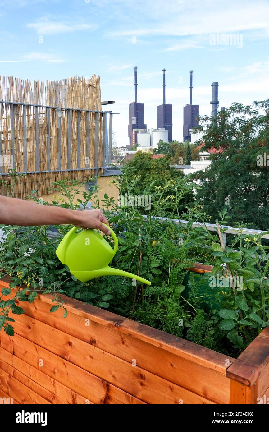 Mann bewässert Hochbeet, kleiner Garten auf dem Dach der Hausterrasse Berlin Deutschland Urban Garden City Garden Industrial Stockfoto