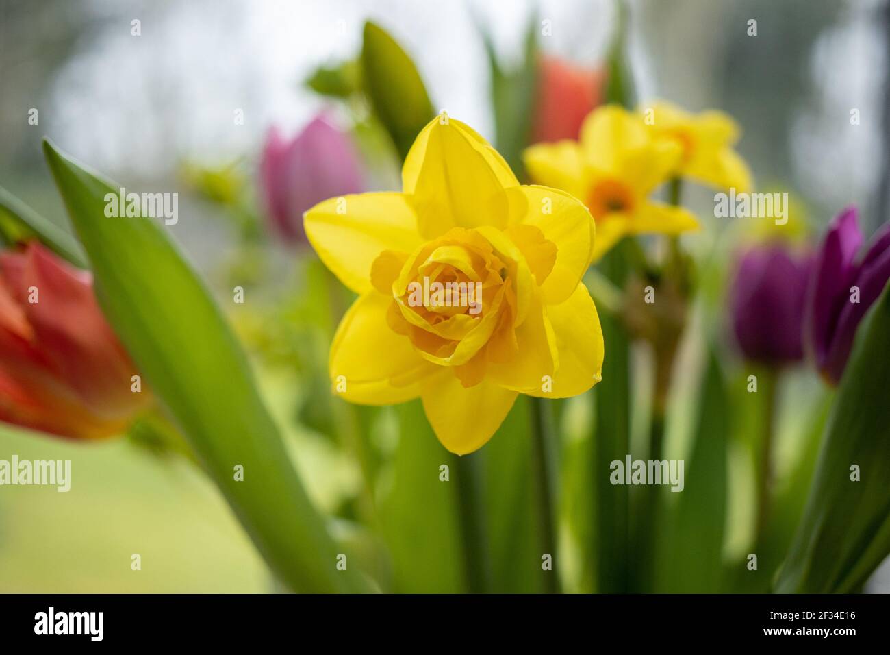 Nahaufnahme eines gelben Narzissen am Muttertag Bouquet von Frühlingsblumen Stockfoto