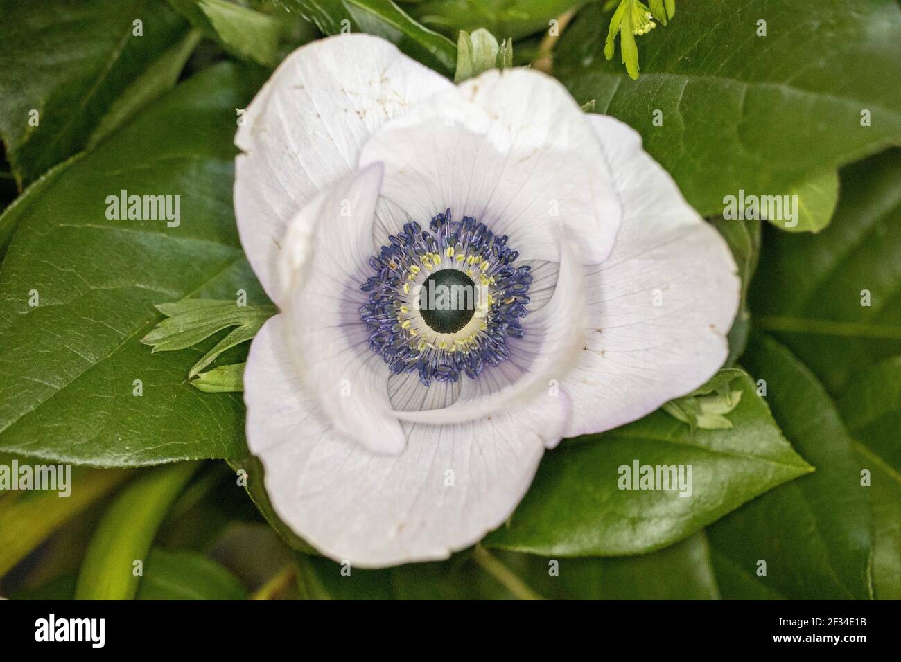 Nahaufnahme einer schwarz-weißen Mohnanemone oder Anemone coronaria - eine weiße Mohnblume, umgeben von Blättern In einem Strauß Stockfoto