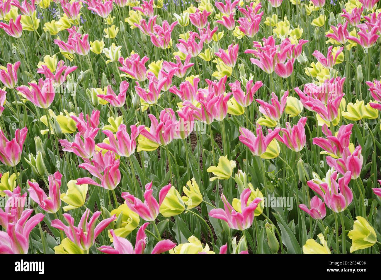 Gemischte TulpenblütenBedsKeukenhof Gardens Niederlande PL001718 Stockfoto