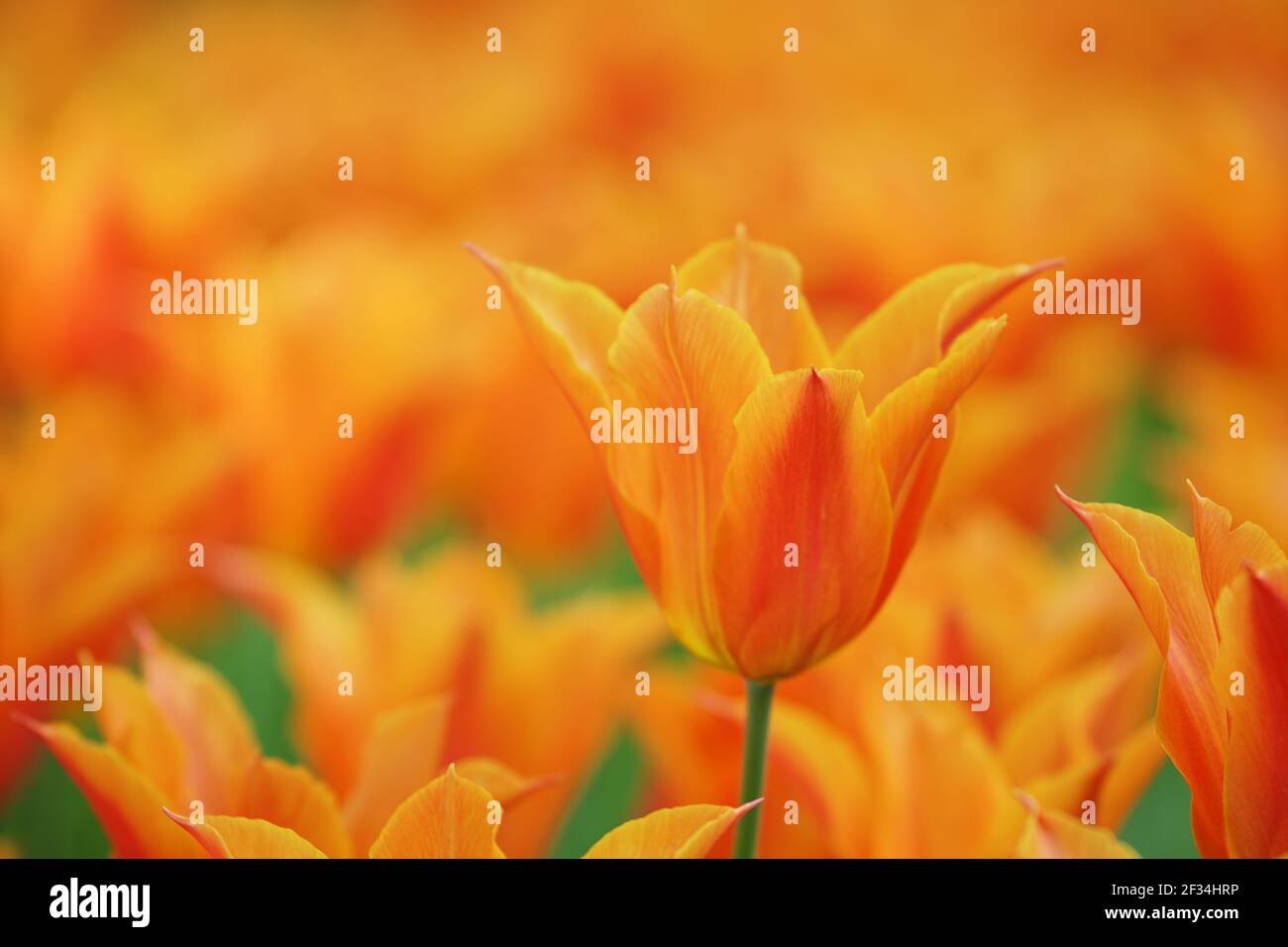 Tulip 'Ballerina'Keukenhof Gardens Niederlande PL001786 Stockfoto