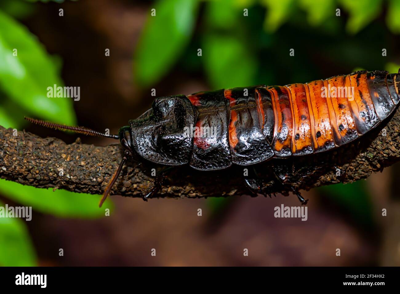 Madagaskar zischende Kakerlake. Gromphadorhina portentosa , auch bekannt als Madagaskar Riesenschabe Stockfoto