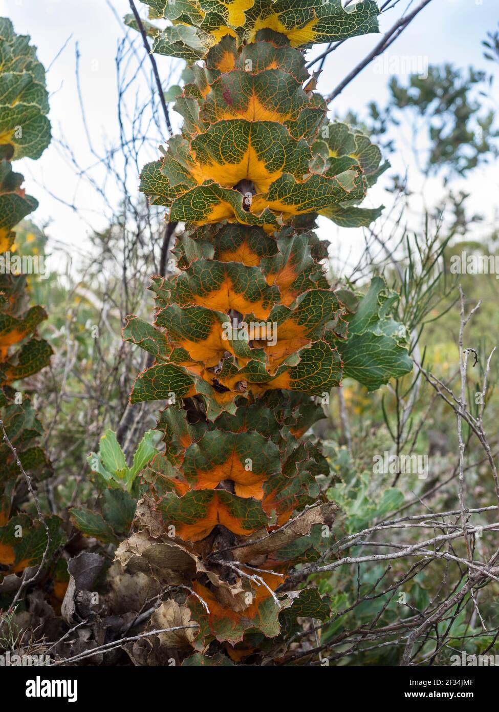 Royal Hakea (Hakea victoria), Fitzgerald River, Westaustralien Stockfoto