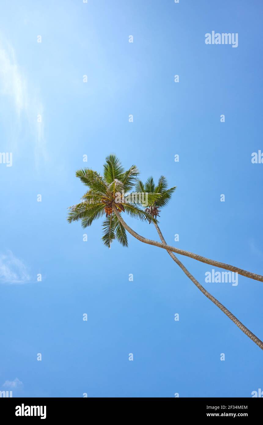 Zu Kokospalmen gegen den blauen Himmel. Stockfoto