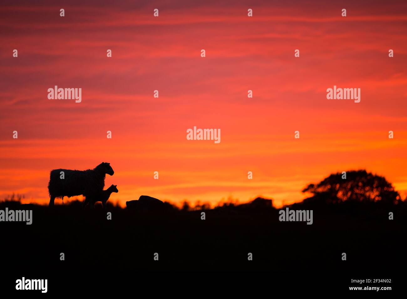 Schafe und Lämmer bei Sonnenaufgang Sonnenuntergang am Horizont Lose Von Farben Stockfoto