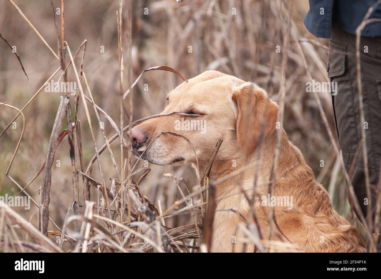 Yellow labrador Retriever sitzt in der hohen Vegetation und Schließt seine Augen wegen des hohen Grases, der ihn belästigt Stockfoto