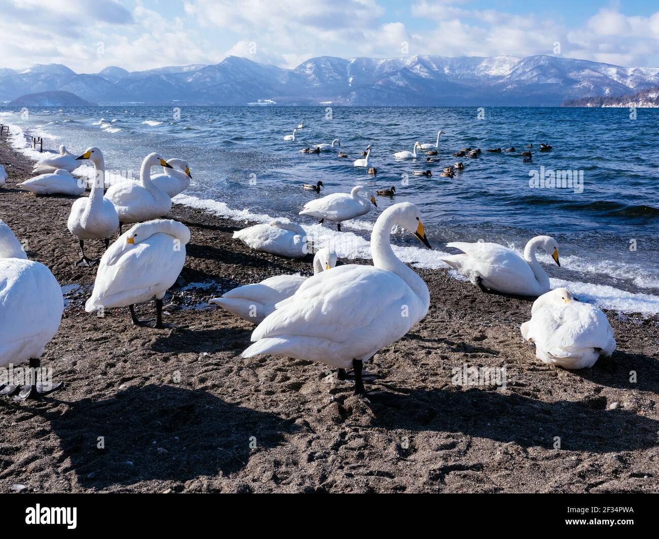 Swan Lake Kussharo, Hokkaido, Japan Stockfoto