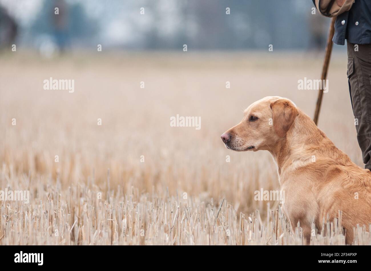 Gelbes labrador Retriever Kopfprofil Portrait. Hund sitzt an der Ferse seines Besitzers und wartet auf einen Befehl, um zu gehen und den Vogel zu holen Stockfoto