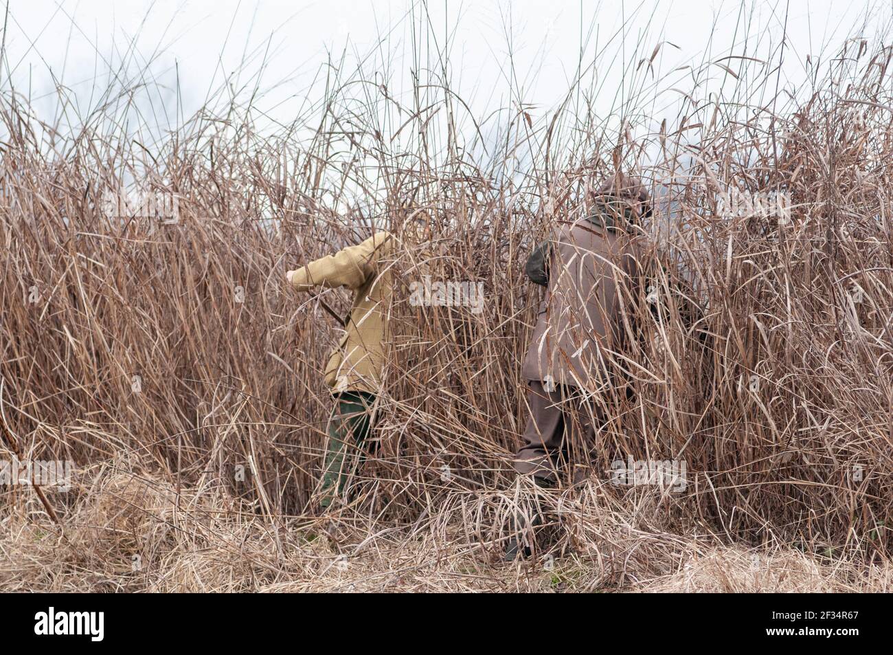 Zwei Jäger schlagen die Vegetation mit Stöcken zu versuchen Und spülen Sie die Vögel während eines Drehtages Stockfoto