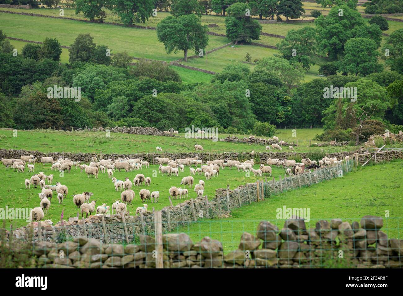 Schafe Mutterschafe mit Lämmern auf dem Feld im Frühjahr Stockfoto