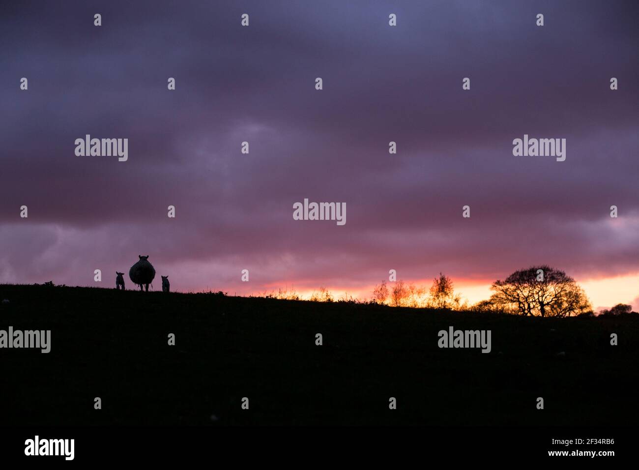 Schafe und Lämmer in schönen orange Sonnenuntergang am Horizont Stockfoto