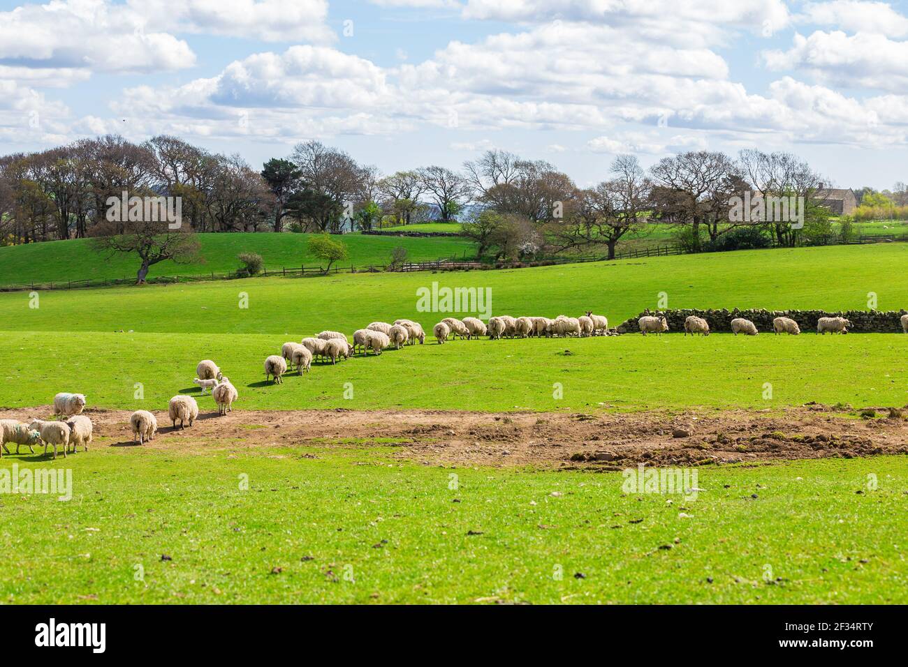 Viehzucht Herde von Schafen im grünen Gras Feld Weiden Auf dem Bauernhof Stockfoto