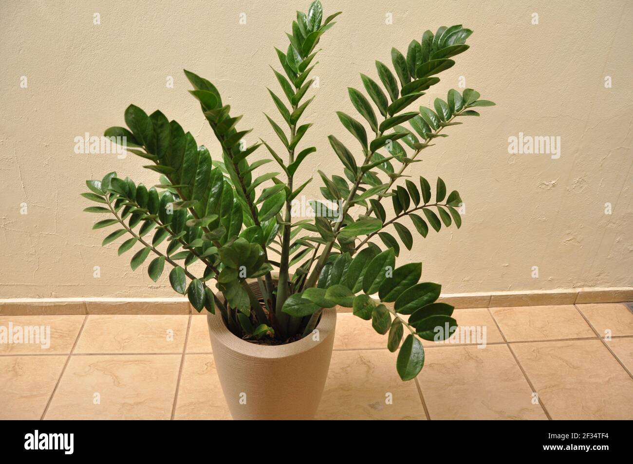 Zamioculcas zamiifolia. Zamioculca Blume mit Wassertropfen, fotografiert nach dem Sommer in einem Wohngarten mit Wandhintergrund und Vase mit Insel Stockfoto