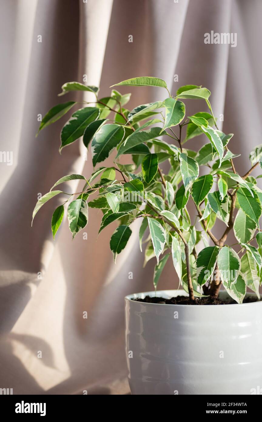 Benjamin Ficus Stockfotos und bilder Kaufen Alamy