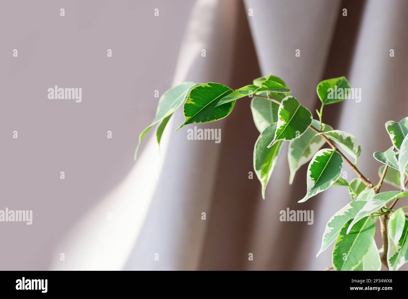 Indoor-Pflanze ficus benjamin auf einem beigen Textil-Hintergrund. Nahaufnahme. Selektiver Fokus. Speicherplatz kopieren. Stockfoto