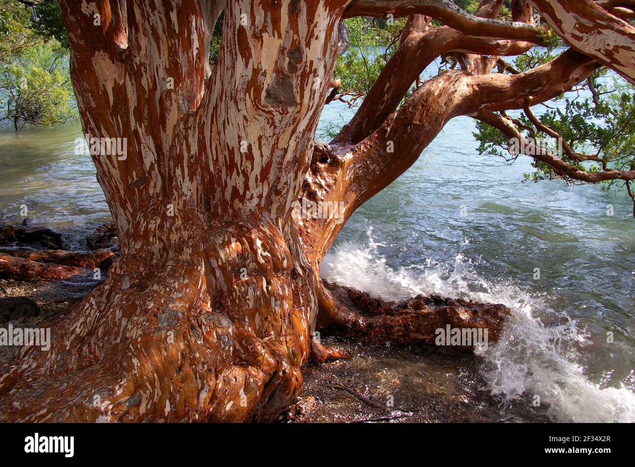 Arrayan-Baum (Luma apiculata) am Ufer des Nahuel-Huapi-Sees, Patagonien/Argentinien Stockfoto