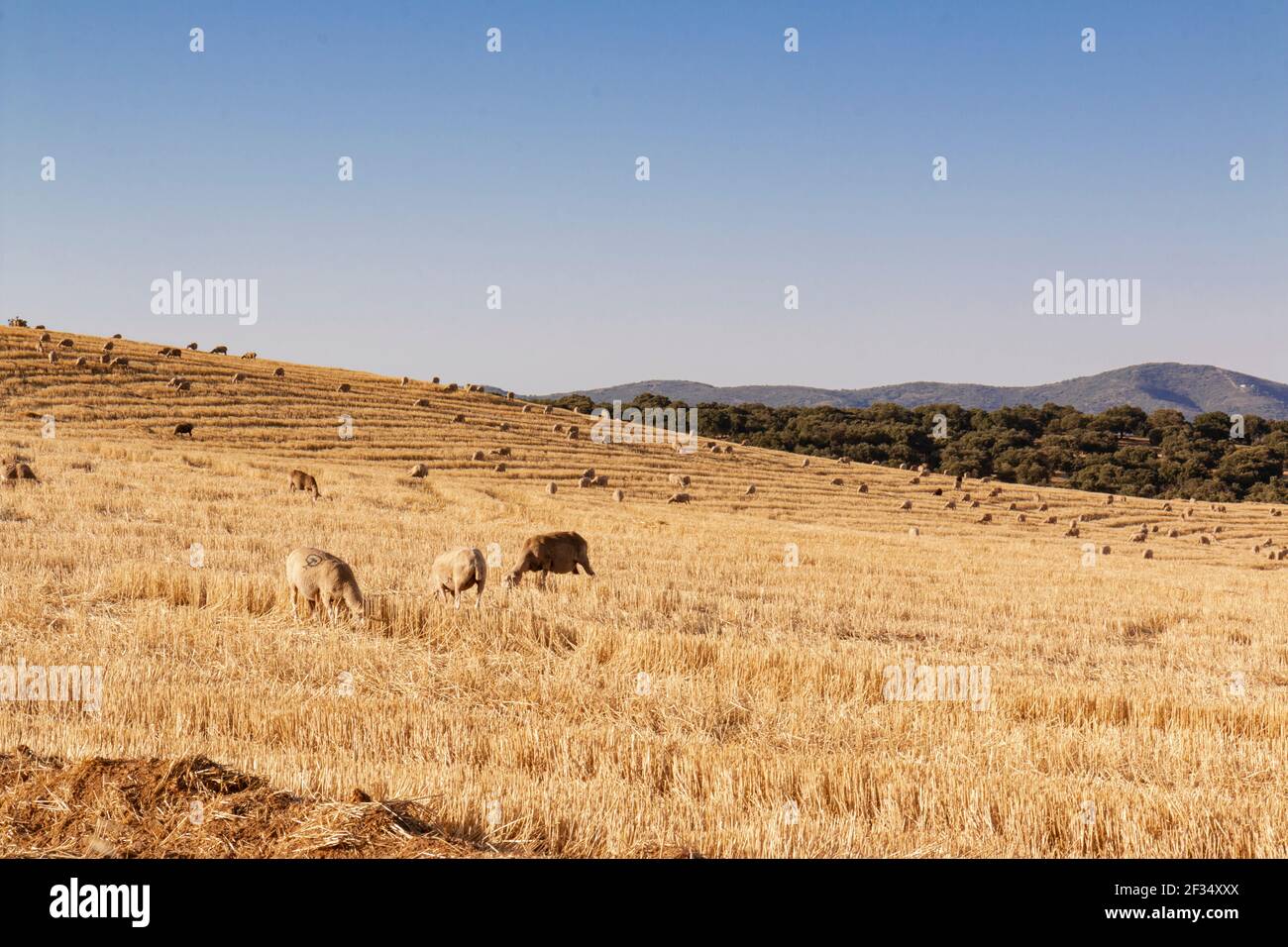 Schafe weiden Getreide auf einem Bauernhof bei Sonnenuntergang in Südandalusien, Spanien Stockfoto