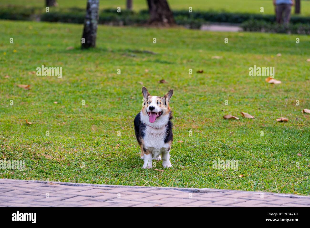 Lächelnder Cardigan Welsh Corgi Hund spielt im Park Stockfoto