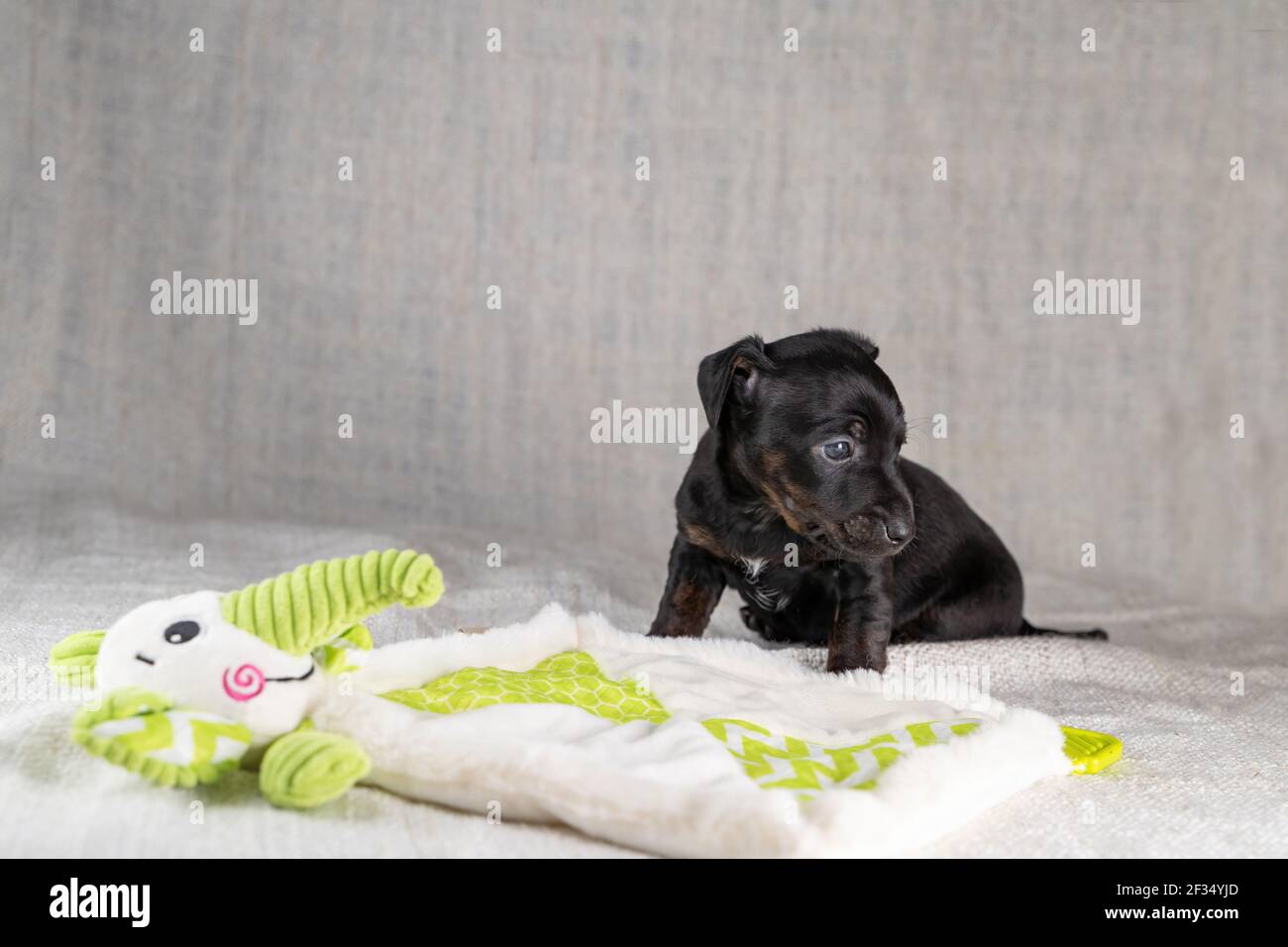 Braun und schwarz brindle Jack Russell Terrier Hund Welpen. Ist stur mit  einem Spielzeug Elefant. Hund von der Seite gesehen. Cremefarbener  Hintergrund Stockfotografie - Alamy