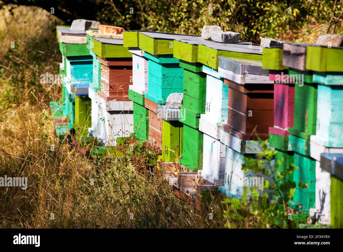 Bunte Bienenstöcke in Gartenwiese Bienenstock Stockfoto