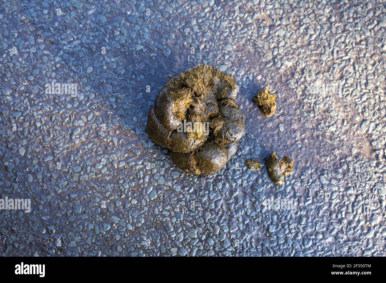 Pferdemist auf einer asphaltierten Landstraße Stockfoto