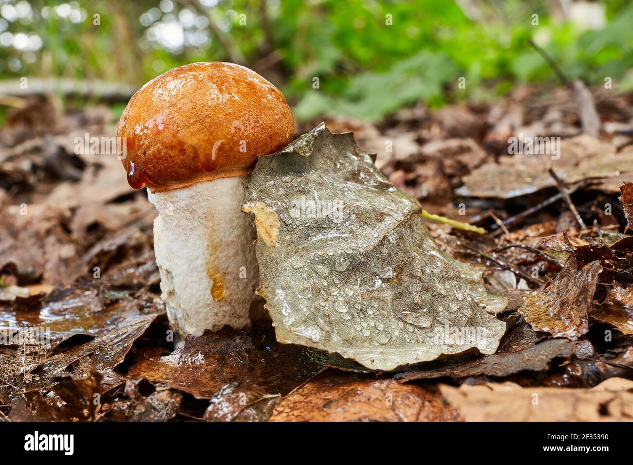 Leccinum aurantiacum - essbare Pilze. Pilz in der natürlichen Umgebung. Englisch: Rotkappenstiel Stockfoto