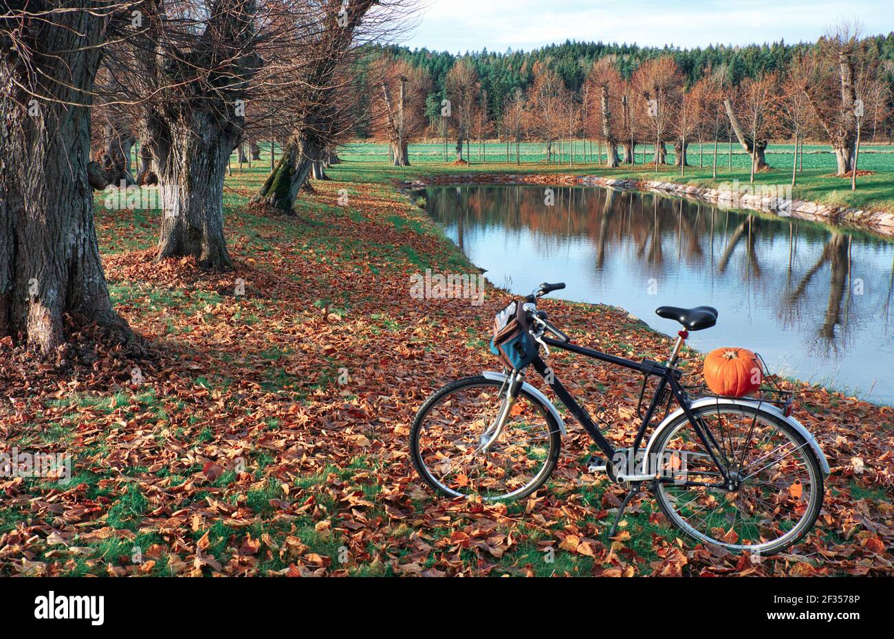 Kürbis auf Rack von Sit up und betteln Fahrrad zwischen Herbst Herbstblätter. Natur, Lebensstil, Gesundheitskonzept Stockfoto