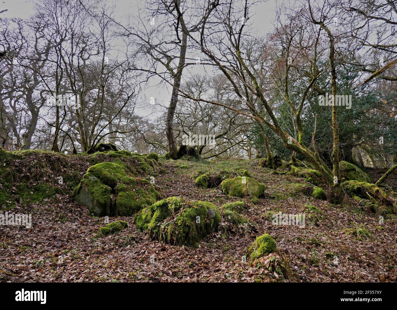 Moosige Felsen auf einem Waldboden im Winter Stockfoto