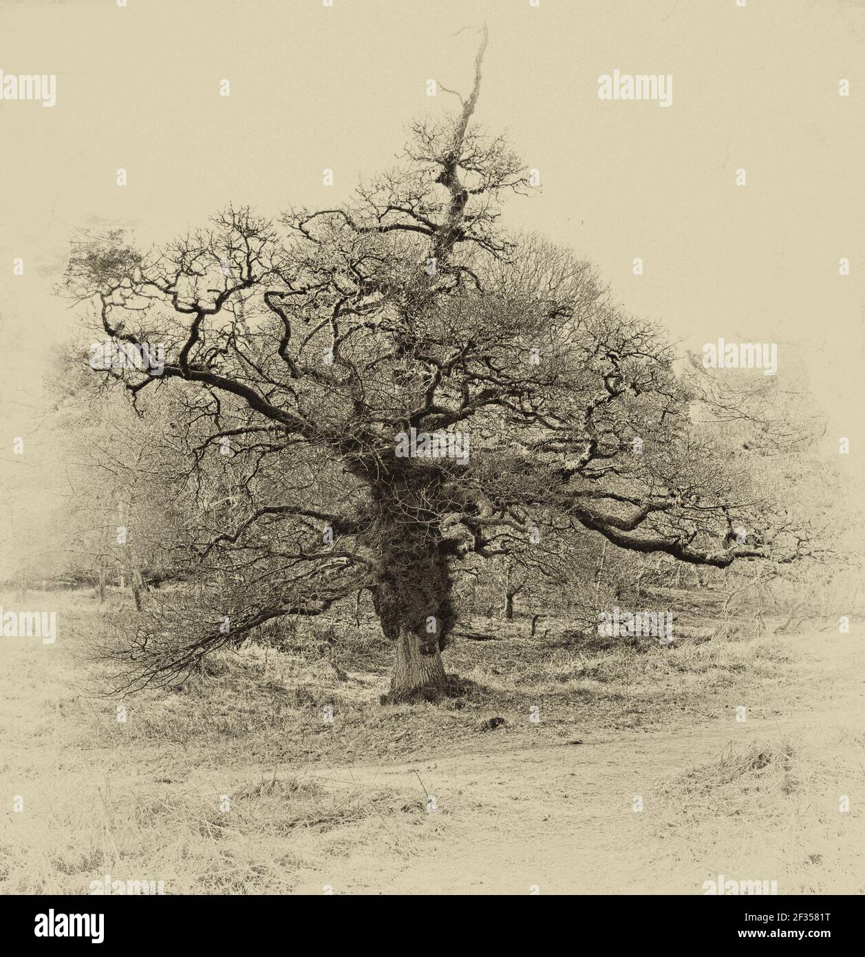 Der Baum der Hexe - Sepia Foto Stockfoto