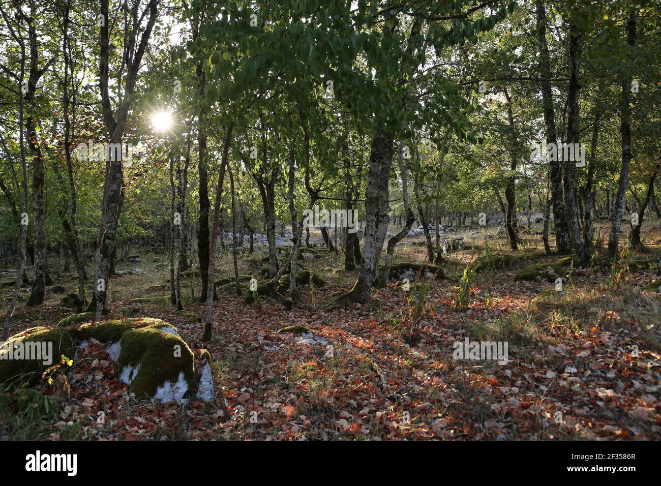 Der Braunhie-Wald mit seinen Kalksteinaufschlüssen in der Naturregion causses du Quercy Stockfoto