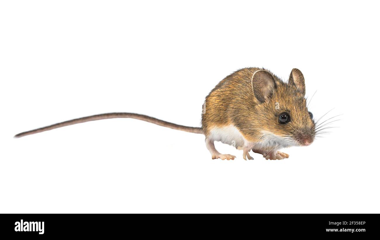 Schönes Holz Maus (APODEMUS SYLVATICUS) auf weißem Hintergrund. Dieses nette schauende Maus ist in den meisten Teilen Europas über gefunden und ist ein sehr häufig ein Stockfoto