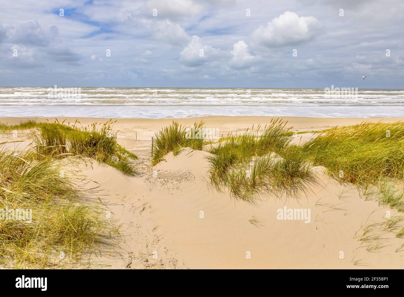 Landschaftsansicht der Sanddüne an der Nordseeküste bei Wijk aan Zee, Noord Holland Provinz, Niederlande. Landschaft Szene der europäischen Natur. Stockfoto