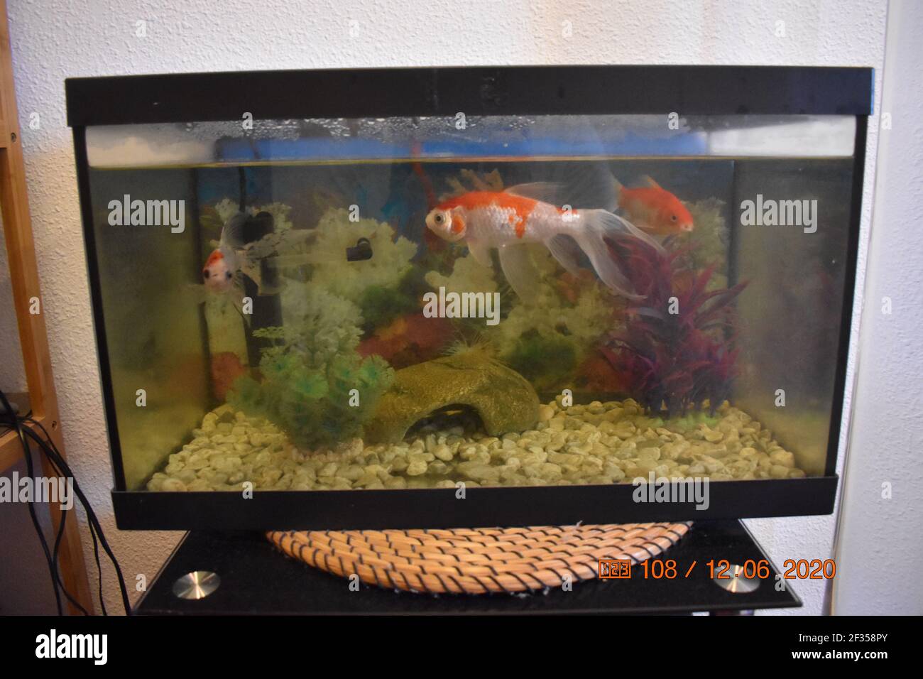 Miniaturaquarium mit schönen Fischen Stockfoto