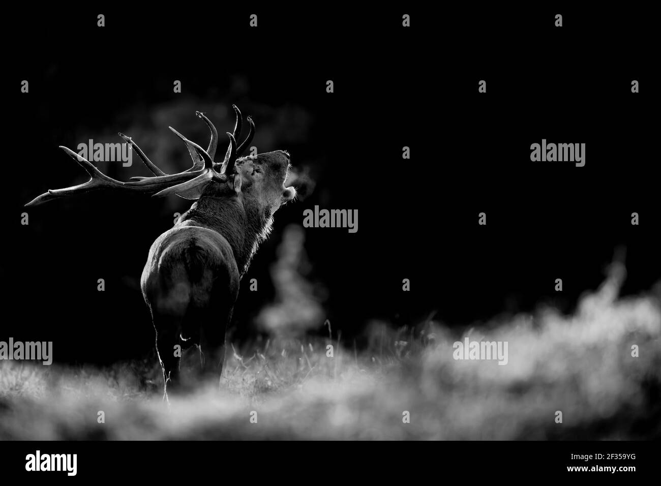 Der Ruf, majestätische Hirsche in Brunftzeit bei Sonnenaufgang, Kunstporträt (Cervus elaphus) Stockfoto