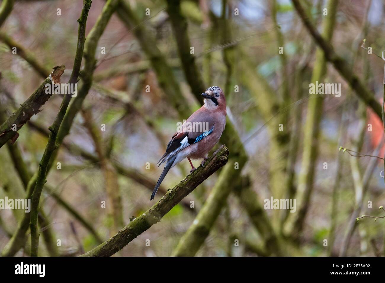 Bluejay, Jay thronte auf einem Zweig. Stockfoto