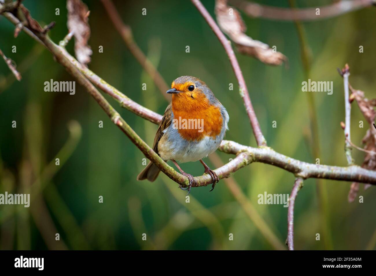 Ein europäischer Rotkehlchen, einfach als Rotkehlchen oder Rotkehlchen bekannt, der auf einem Baumzweig ruht. Stockfoto