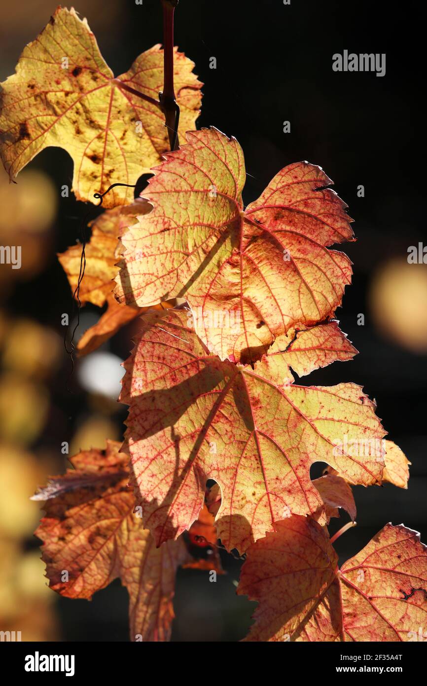 Rebstöcke im Herbst, AOC Cahors Weinberg (GUB) in Prayssac (Südwestfrankreich) Stockfoto