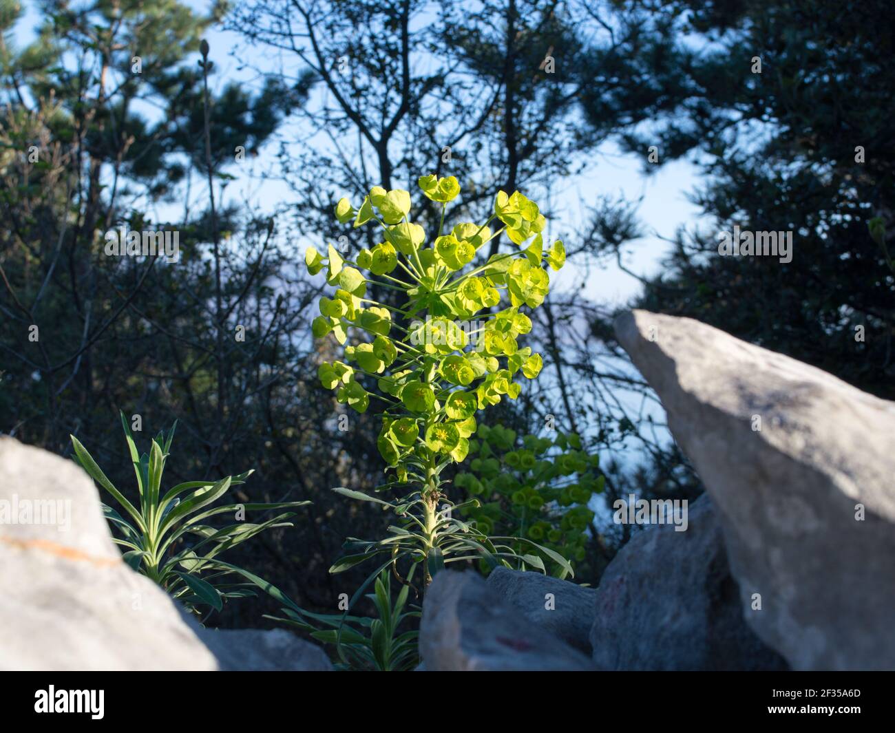 Mediterraner Spurge, Eurhorbia characias, blühend im Frühling, aufrechte Pflanze mit grünlich gelben Blüten, im Wald und felsigen Bereich Stockfoto