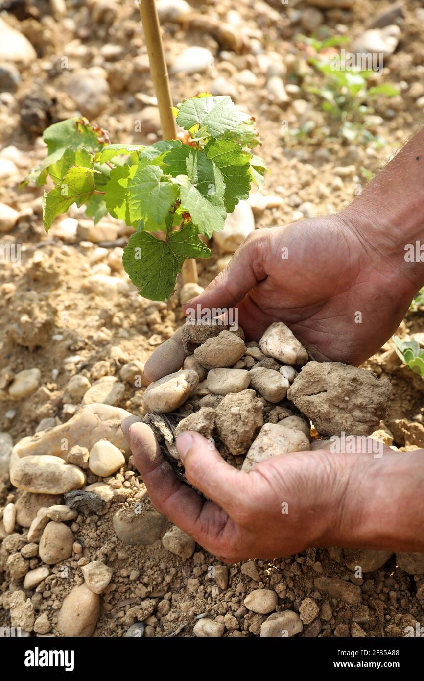 Boden in den AOC Brulhois Weinbergen (GUB): Sandig-steinige Böden. Hand des Weinbauern und Boden des Weinbergs Stockfoto
