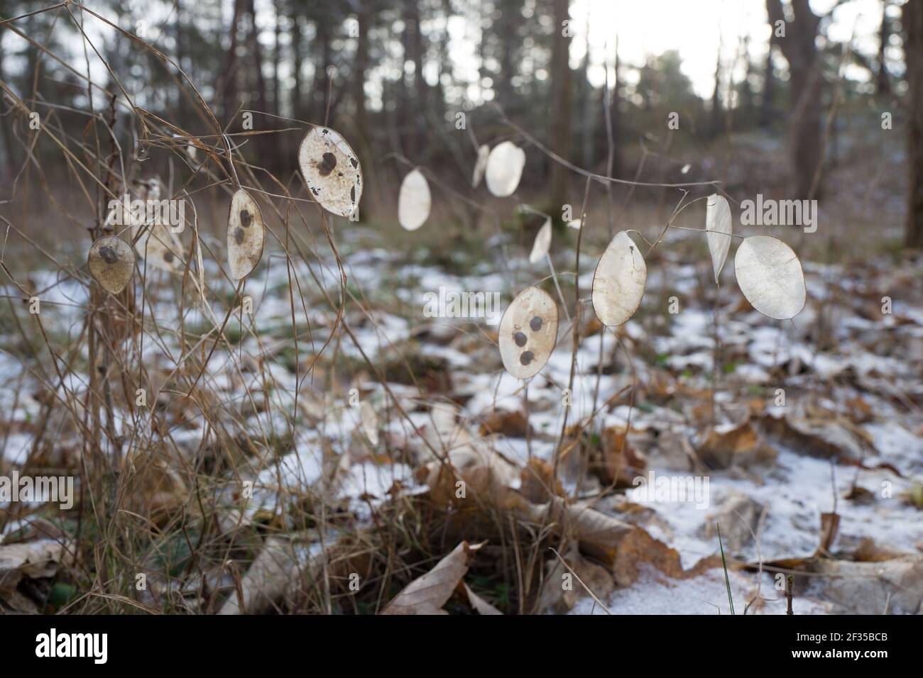 Besenhorster Sandberge Stockfoto