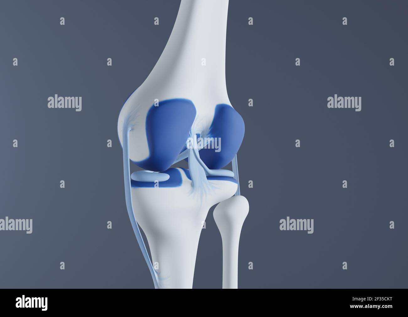 Ansicht der Knieknochen und Bänder. Stockfoto Ansicht der Knieknochen und Bänder. Stockfoto