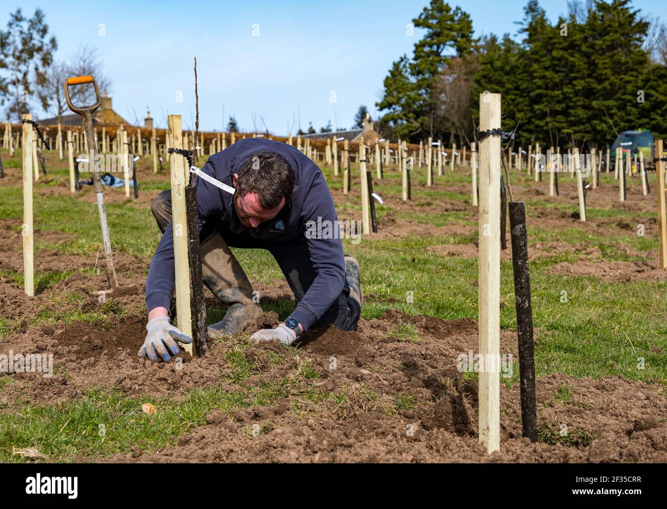 Kilduff Farm, East Lothian, Schottland, Großbritannien, 15th. März 2021. Obstbaumplantagen Pflanzen: Ein Lockdown-Projekt, um 1.500 Apfel-und Birnenbäume mit rund 100 Sorten Pflanzen hat Landwirt Russell Calder und andere Mitglieder seiner Familie beschäftigt gehalten. Es handelt sich um ein Projekt, das die lokale Biodiversität erhöhen und umweltfreundlich sein soll, indem es CO2 erhöht, die Bestäubung erhöht und den Menschen ermöglicht, Obst und Saft vor Ort zu kaufen. Im Bild: Russel Calder, der Apfelbäume pflanzt Stockfoto