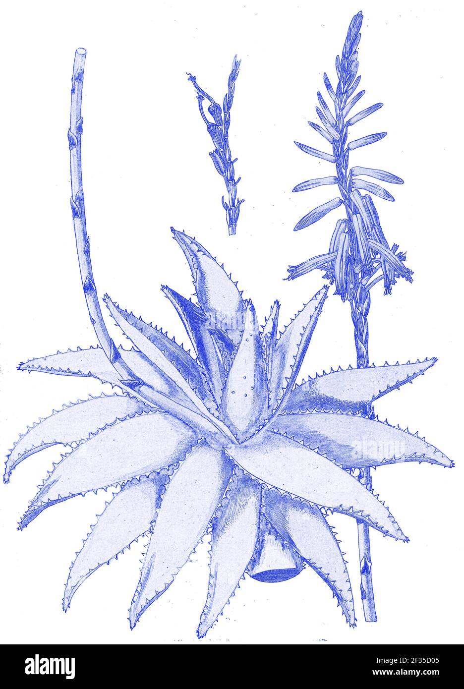 Handbemalte botanische Studie einer Aloe Vera Pflanze Anatomie Aus Fragmenta Botanica von Nikolaus Joseph Freiherr von Jacquin Or Baron Nikolaus von SACD Stockfoto