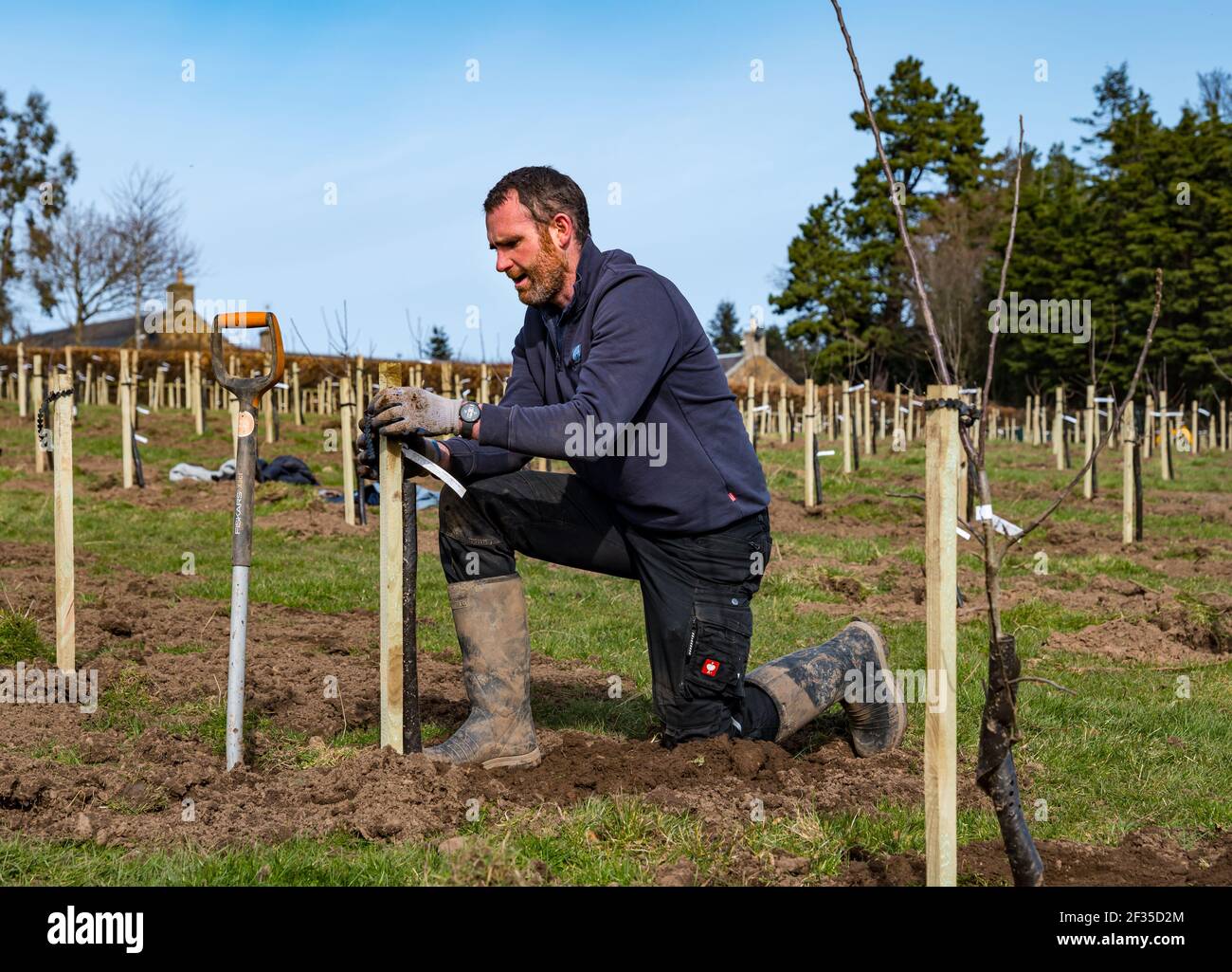 Kilduff Farm, East Lothian, Schottland, Großbritannien, 15th. März 2021. Obstbaumplantagen Pflanzen: Ein Lockdown-Projekt, um 1.500 Apfel-und Birnenbäume mit rund 100 Sorten Pflanzen hat Landwirt Russell Calder und andere Mitglieder seiner Familie beschäftigt gehalten. Es handelt sich um ein Projekt, das die lokale Biodiversität erhöhen und umweltfreundlich sein soll, indem es CO2 erhöht, die Bestäubung erhöht und den Menschen ermöglicht, Obst und Saft vor Ort zu kaufen. Im Bild: Russel Calder, der Apfelbäume pflanzt Stockfoto