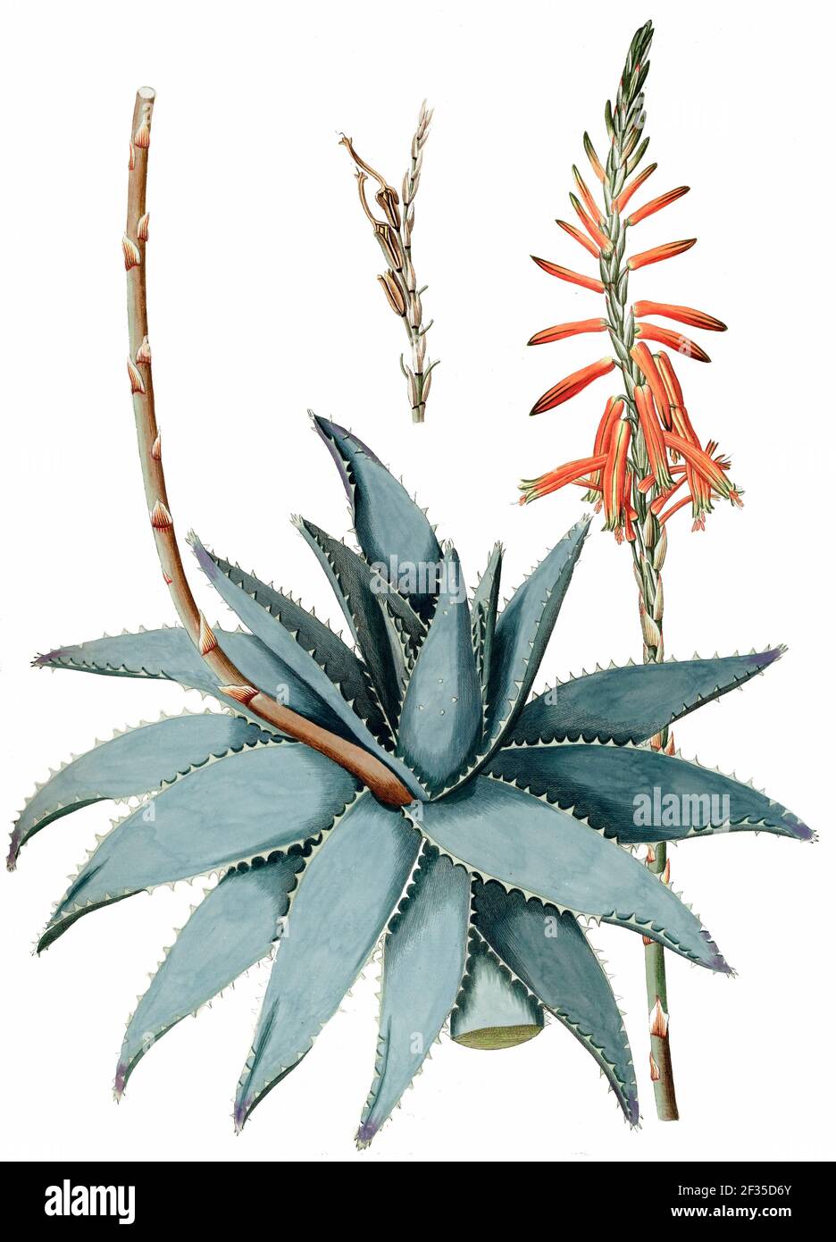 Handbemalte botanische Studie einer Aloe Vera Pflanze Anatomie Aus Fragmenta Botanica von Nikolaus Joseph Freiherr von Jacquin Or Baron Nikolaus von SACD Stockfoto