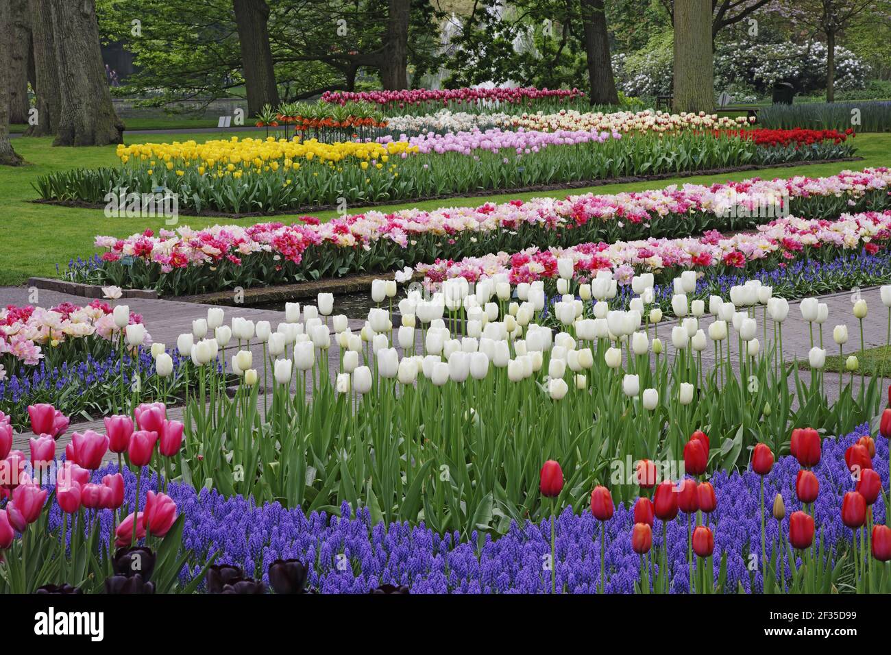 Keukenhof Gärten in SpringTulip Betten und andere Frühlingsblumen Niederlande PL001533 Stockfoto