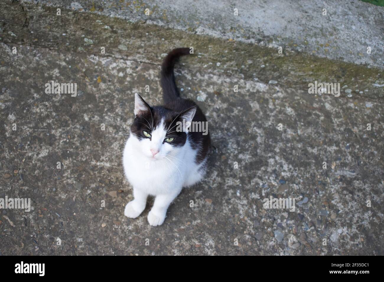 Weiße Katze mit schwarzen Flecken auf dem Land Stockfoto