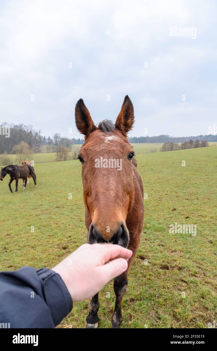 Vorderansicht eines heimischen braunen Vollblutpferdes (Equus ferus caballus) auf einer Weide im Land in Rheinland-Pfalz, Deutschland, Europa Stockfoto